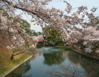 桜３