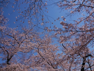 桜４