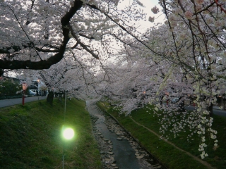 伊賀川の桜１