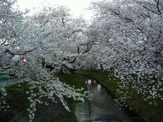 伊賀川の桜