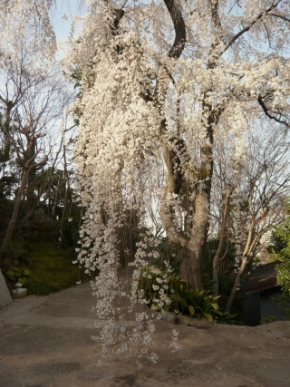 しだれ桜１