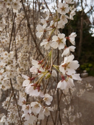 しだれ桜２