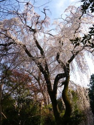 しだれ桜３