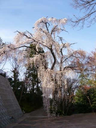 しだれ桜４