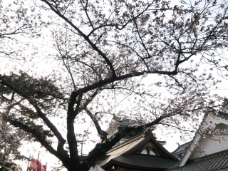 岡崎城と桜