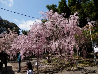 平野神社