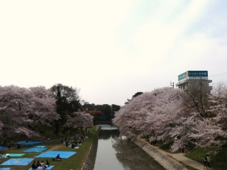 桜３