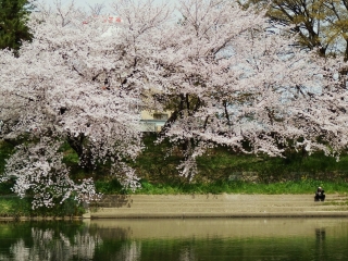 桜４