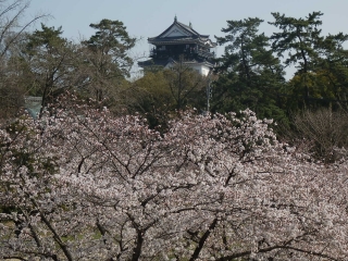 桜と岡崎城