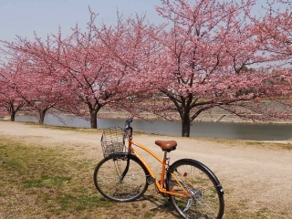 葵桜