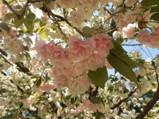 うこん桜