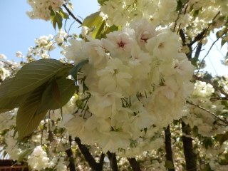 うこん桜