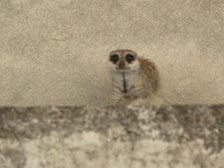 ミーアキャット